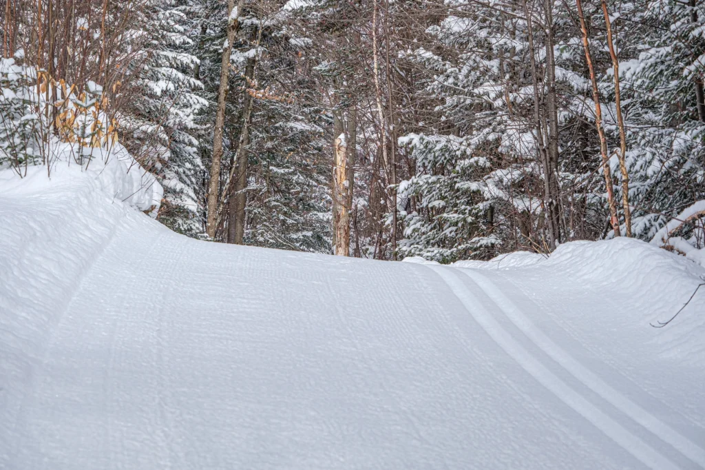 Piste de ski de fond et sapin sous la neige